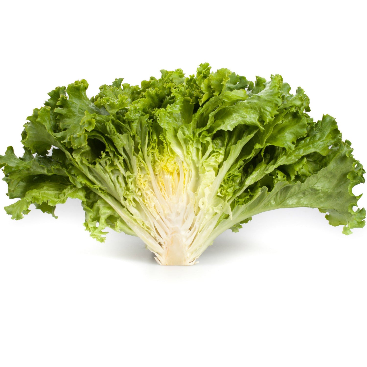 OP Green Leaf Lettuce - Starfighter RZ