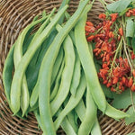 OP Half Runner Bean - State Half Runner