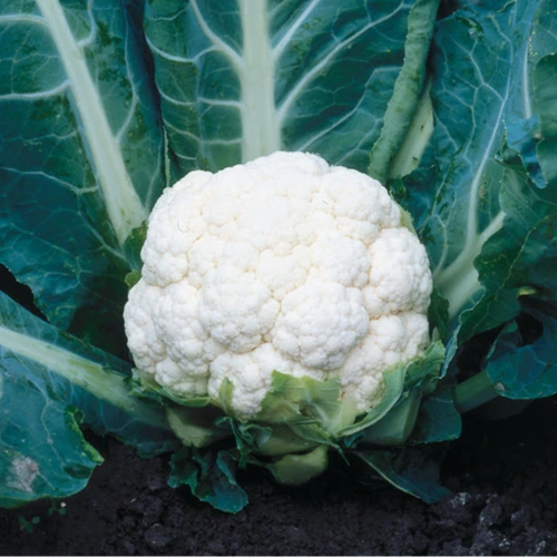 Hybrid White Cauliflower - Steady