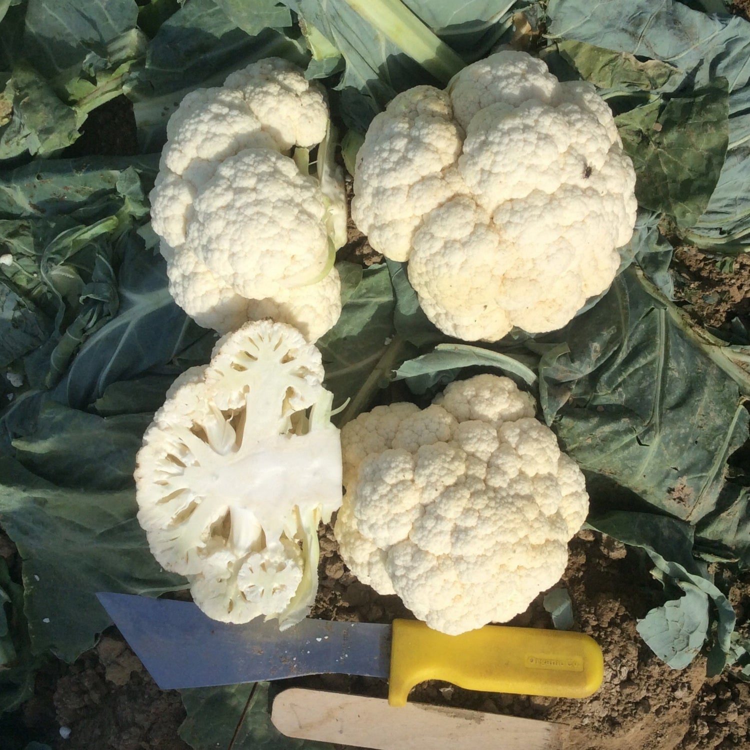 Hybrid White Cauliflower - Steady