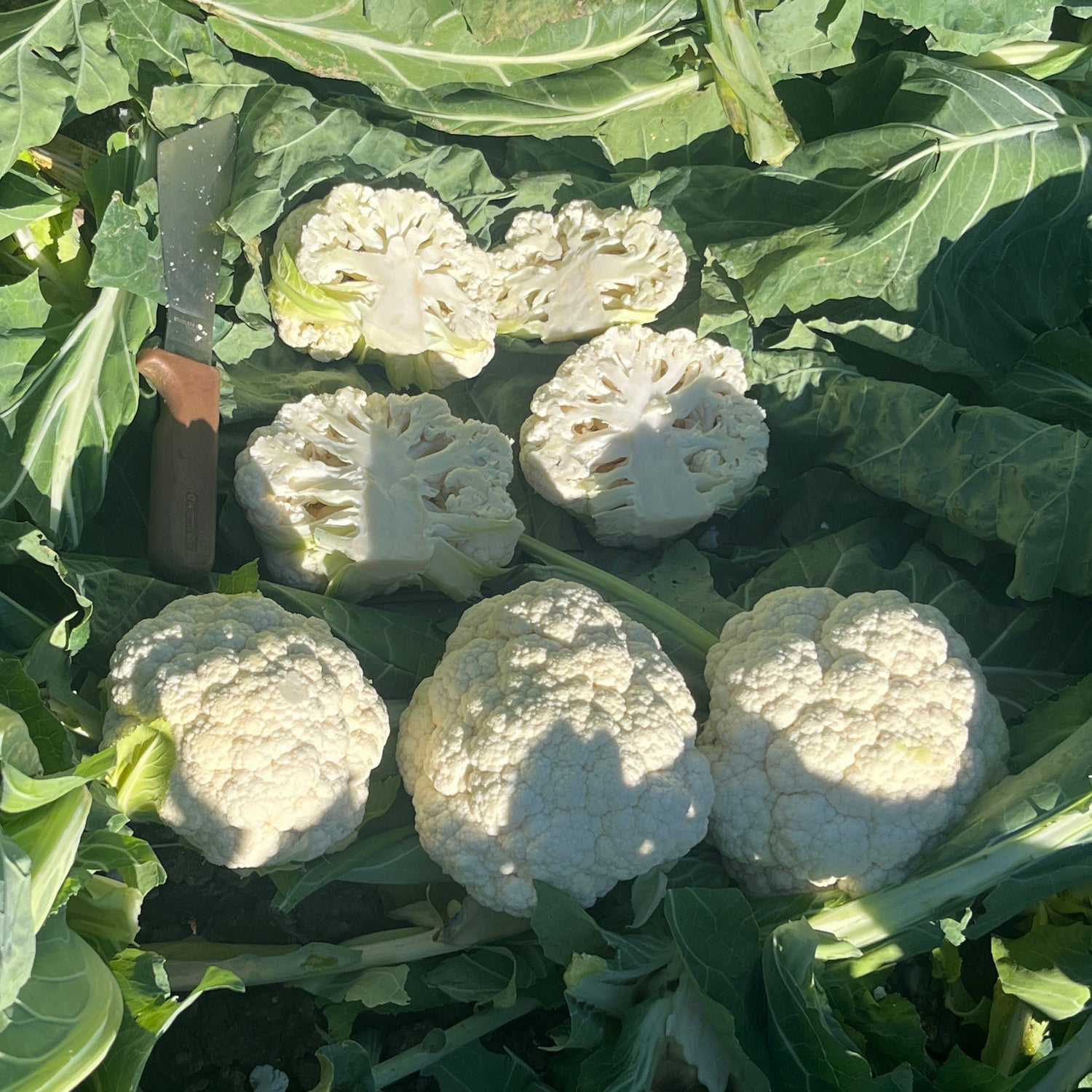 Hybrid White Cauliflower - Steady