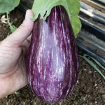 Hybrid Striped Italian Eggplant - Steak
