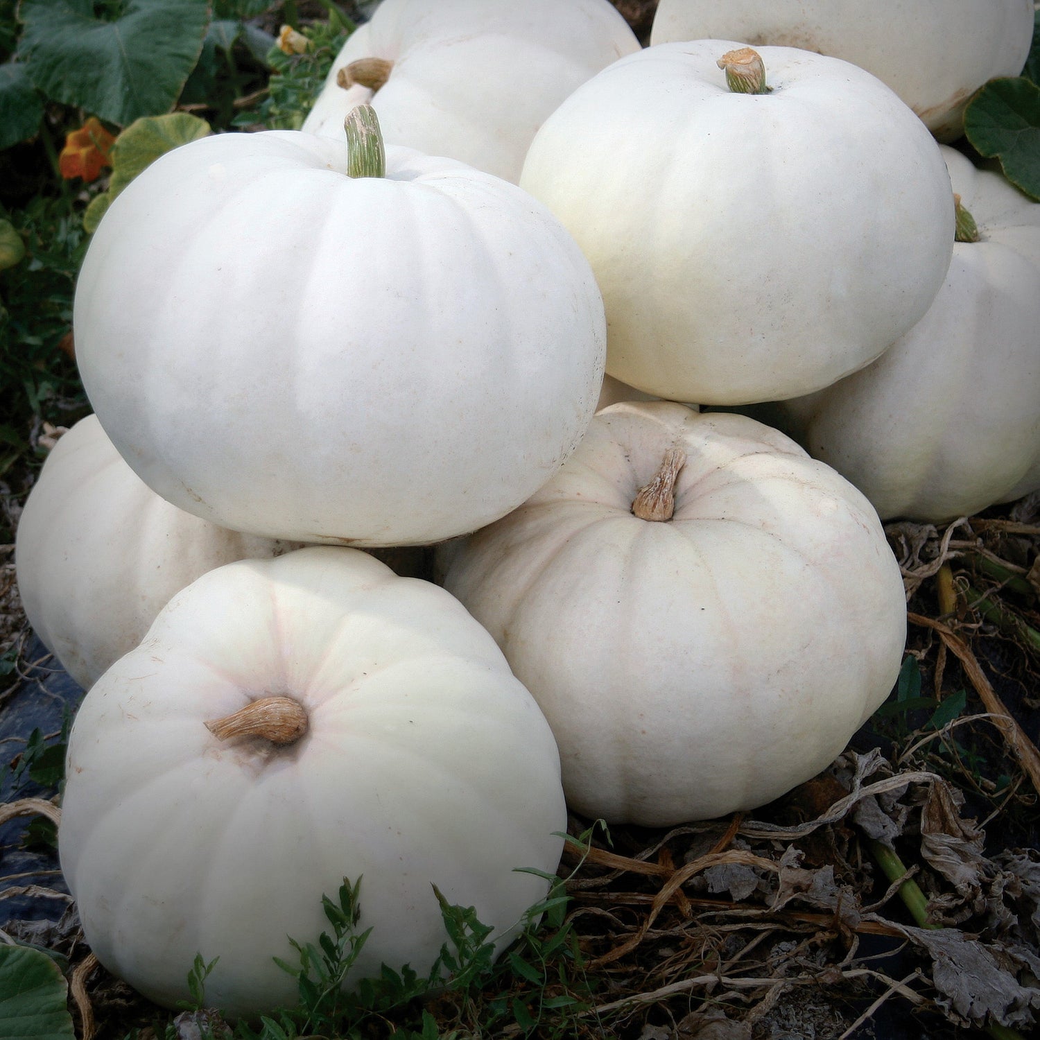 Hybrid White Pumpkin - Stella Luna