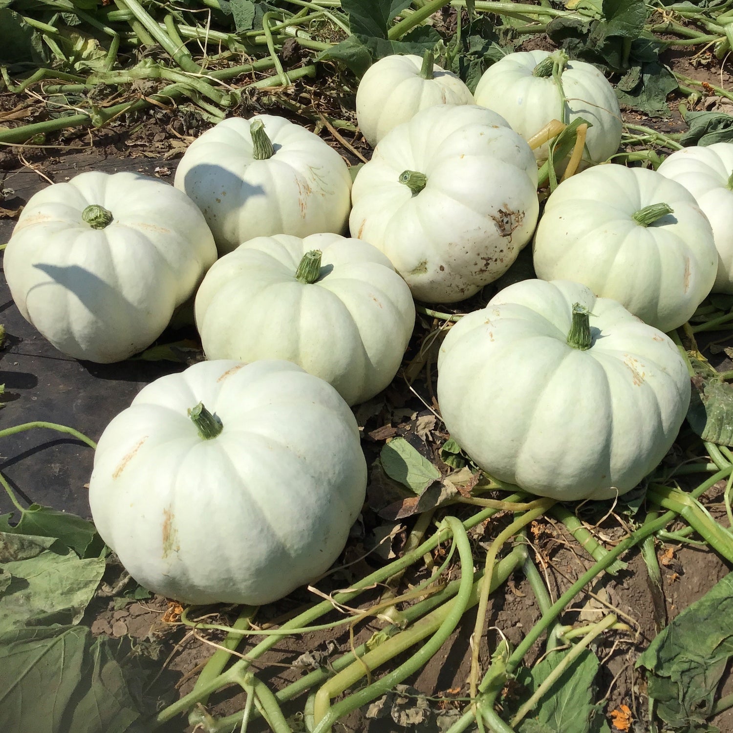 Hybrid White Pumpkin - Stella Luna
