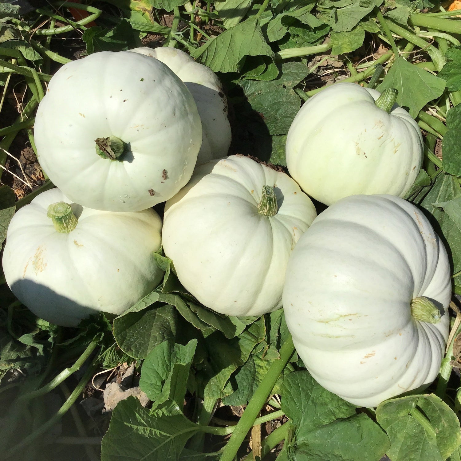 Hybrid White Pumpkin - Stella Luna