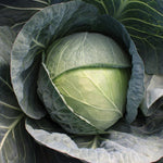 Hybrid Green Cabbage - Stellar Vantage