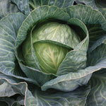 Hybrid Green Storage Cabbage - Storage