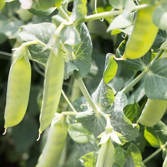 OP Shelling Pea - Strike