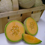 Hybrid Gourmet Melon - Sugar Cube