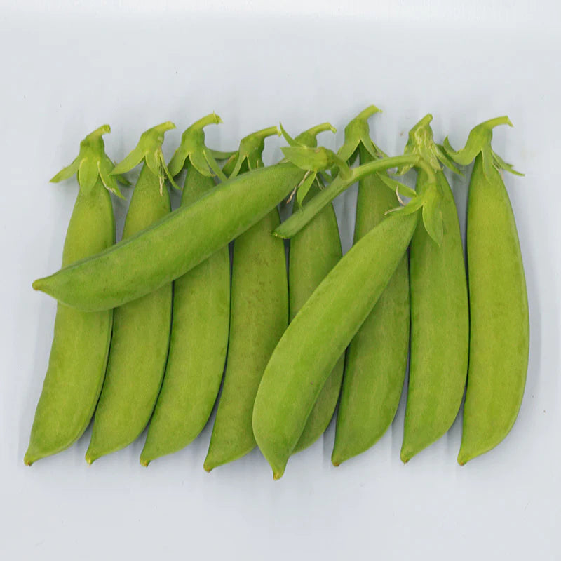 OP Snap Pea - Sugar Flash