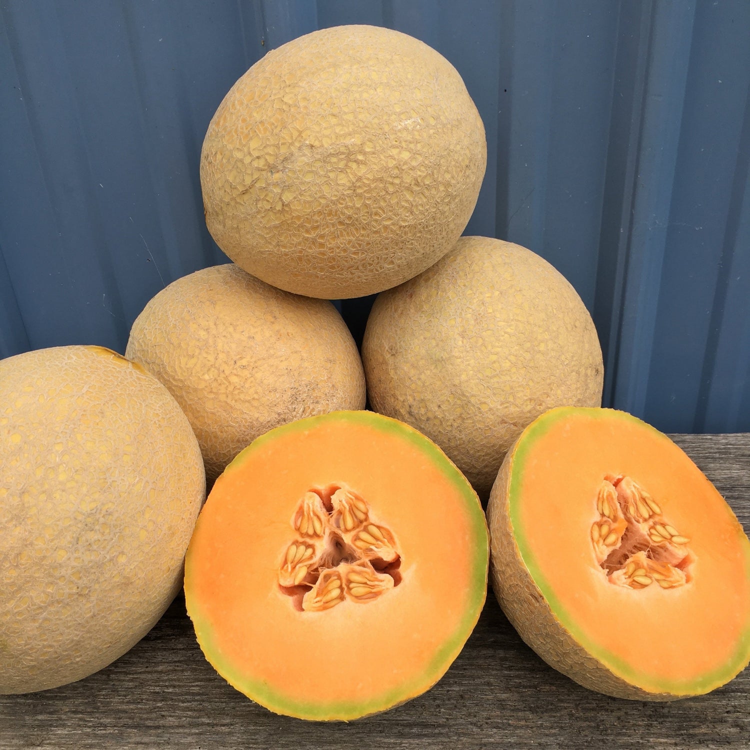 Hybrid Gourmet Melon - Sugar Rush