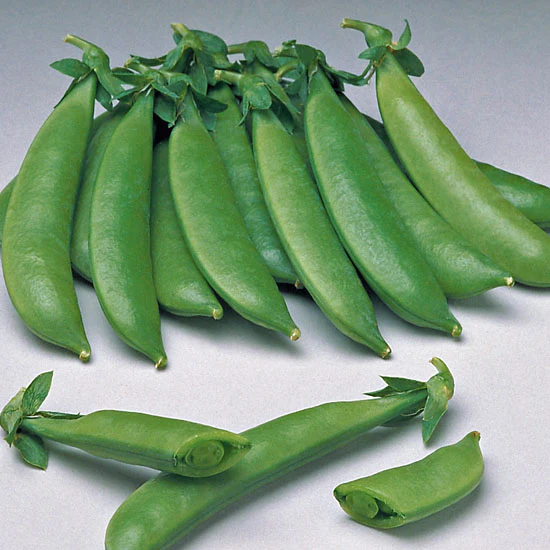 OP Snap Pea - Sugar Sprint