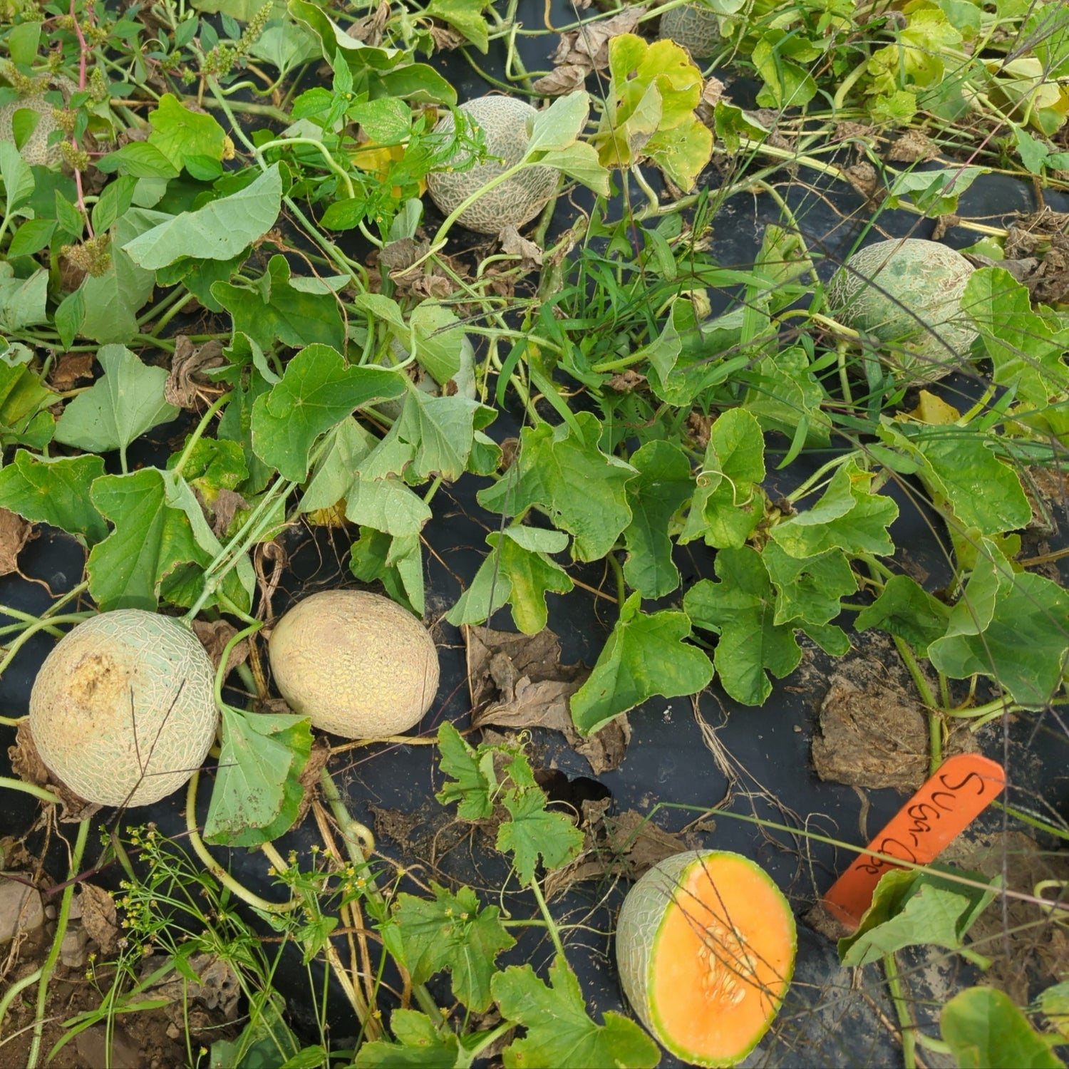 Hybrid Gourmet Melon - Sugar Cube