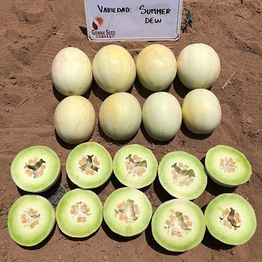 Hybrid Honeydew Melon - Summer Dew