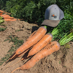 Hybrid Orange Carrot - Sumo