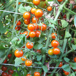 Hybrid Orange Cherry Tomato - Sungold