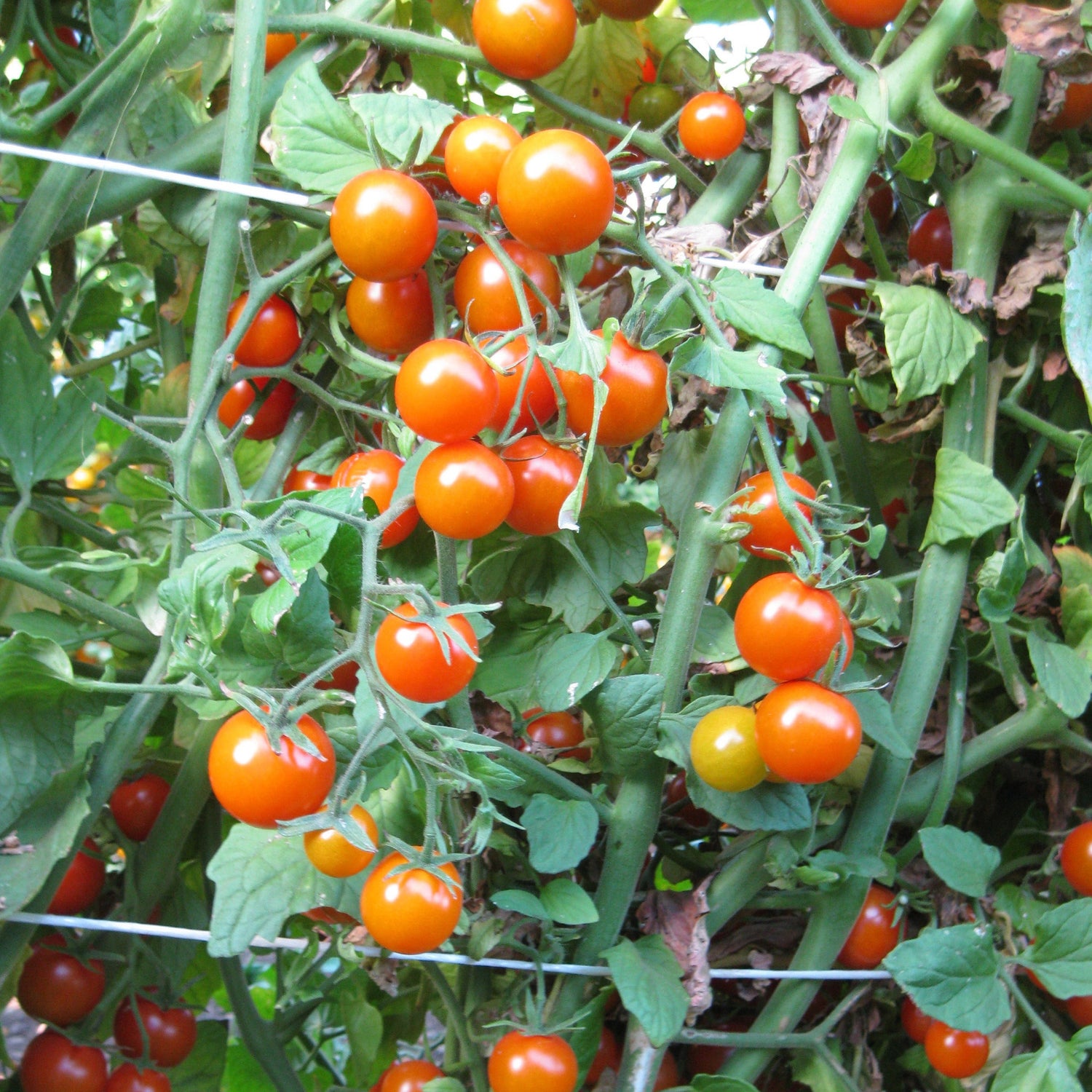Hybrid Orange Cherry Tomato - Sungold
