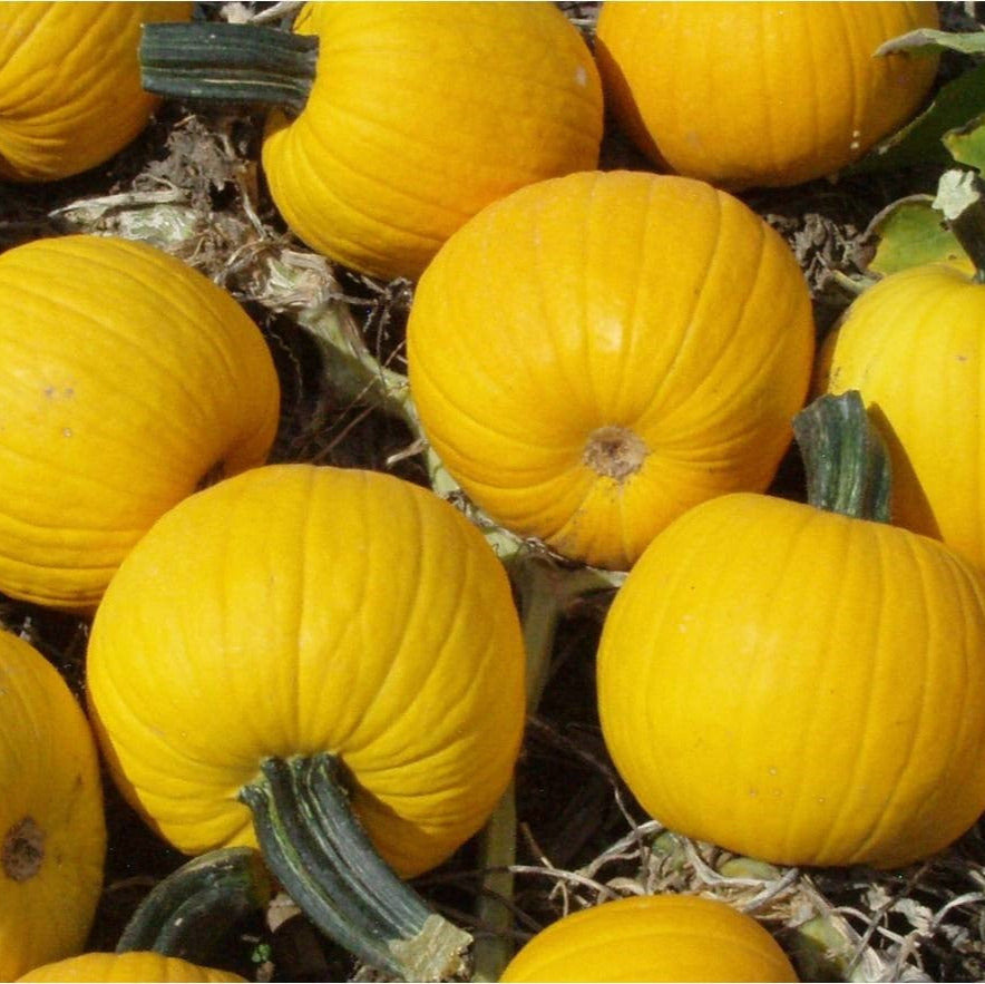 Hybrid Small/Pie Pumpkin - Sunlight