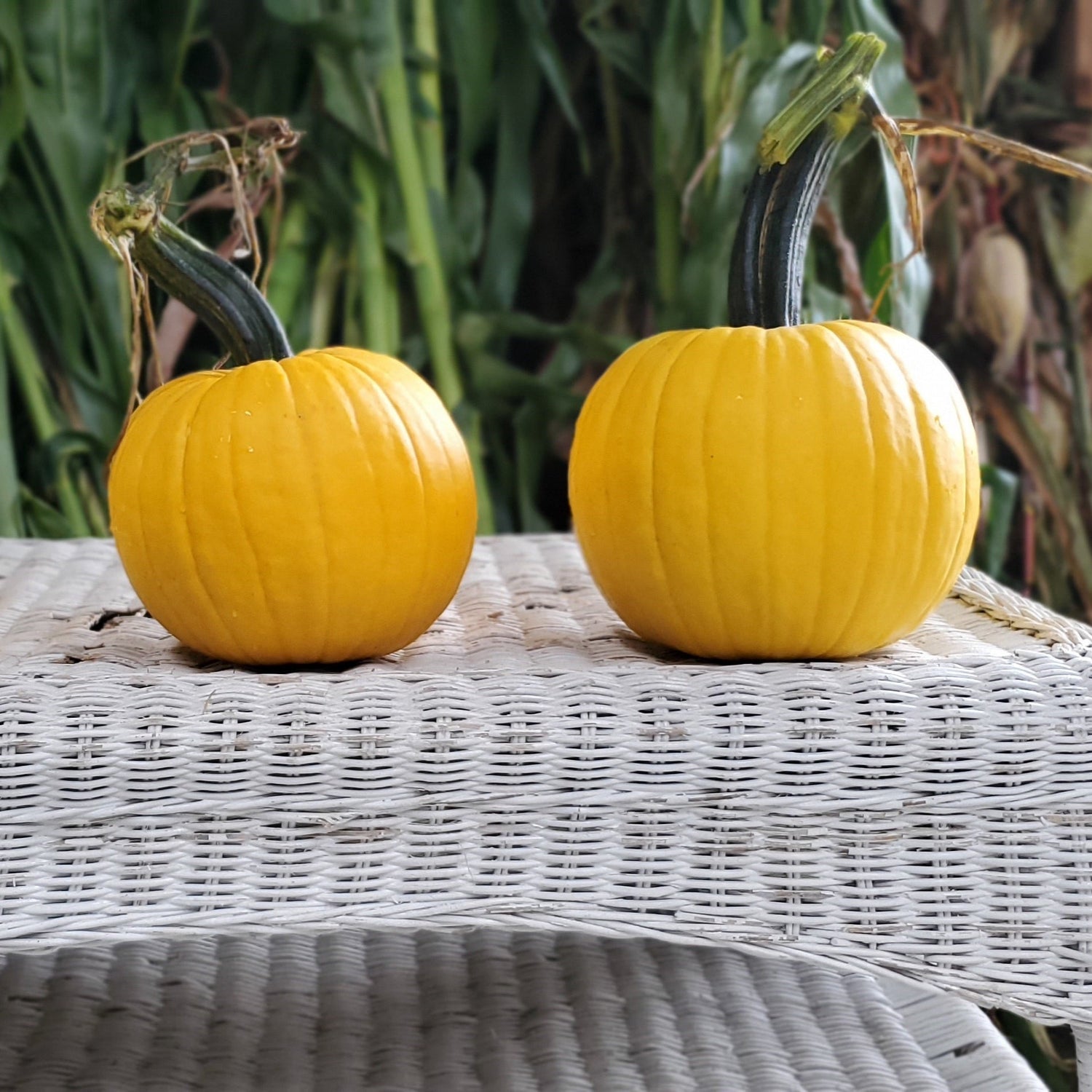 Hybrid Small/Pie Pumpkin - Sunlight