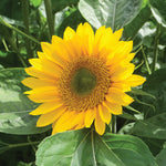 Hybrid Sunflower - Sunrich Gold