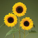 Hybrid Sunflower - Sunrich Orange DMR