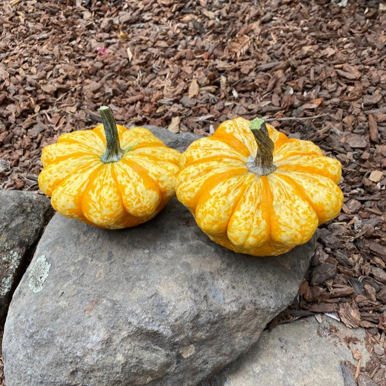 Hybrid Small Gourd - Sunrise
