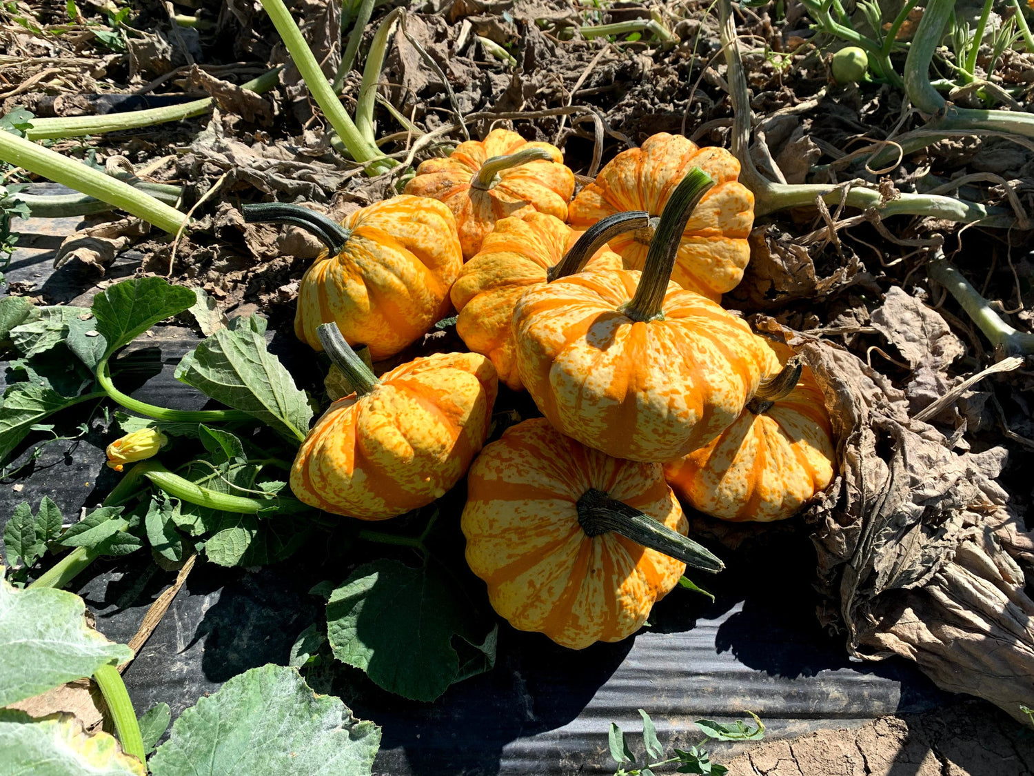 Hybrid Small Gourd - Sunrise