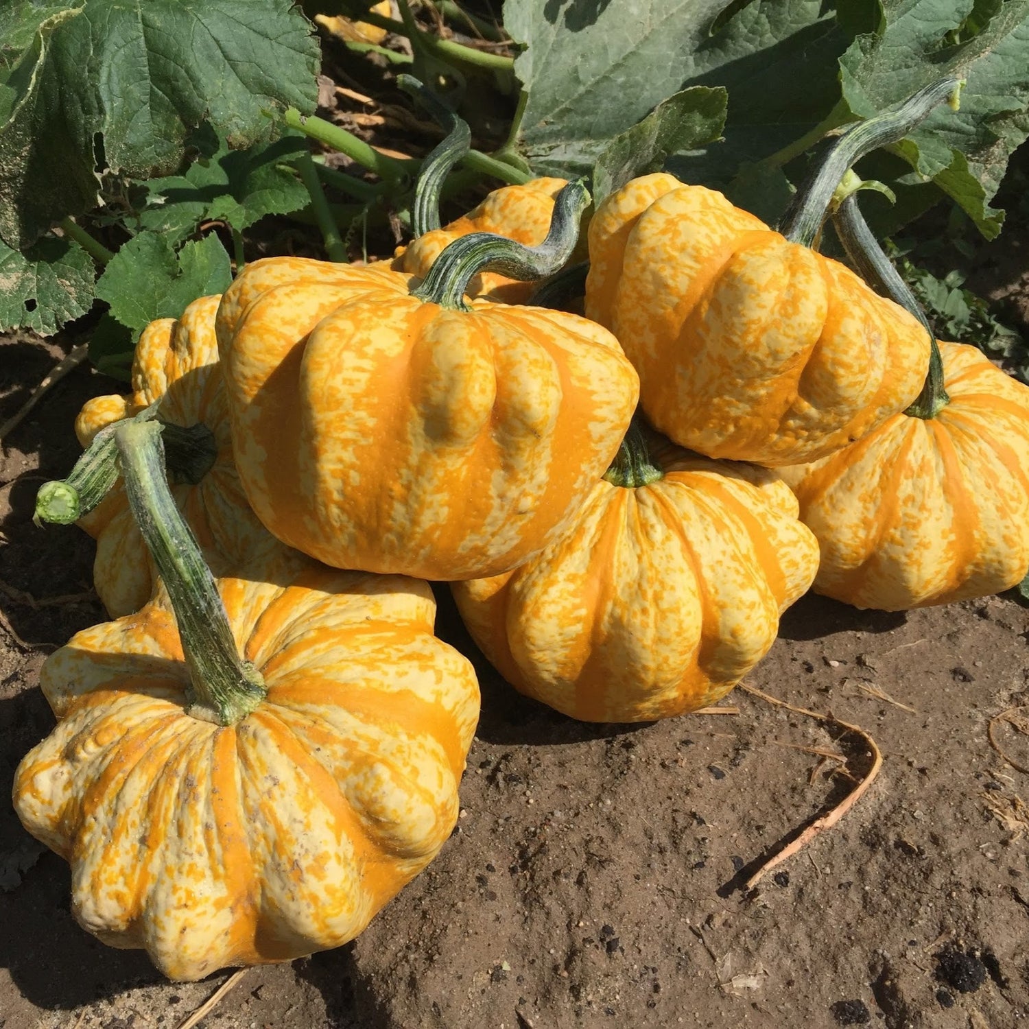 Hybrid Small Gourd - Sunrise