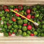 Hybrid Hot Cherry Pepper - Super Flat Cherry Hot