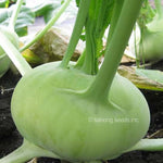 OP Kohlrabi - Super K Star