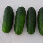 Hybrid Pickling Cucumber - Super Max