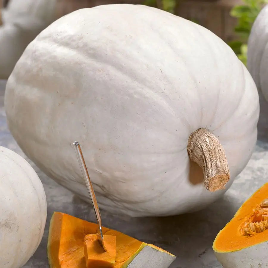 Hybrid White Pumpkin - Super Moon