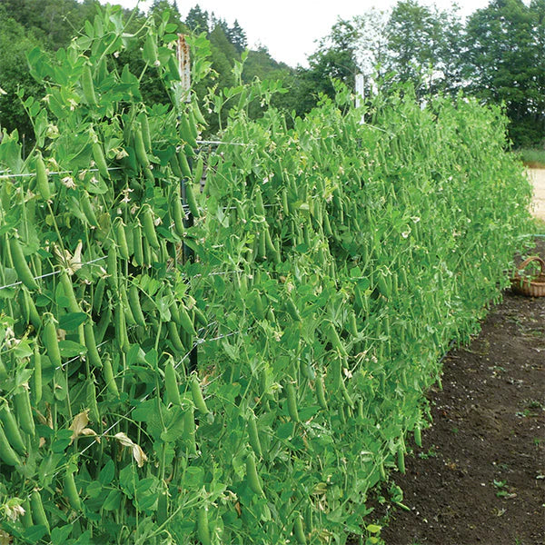 OP Snap Pea - Super Sugar Snap