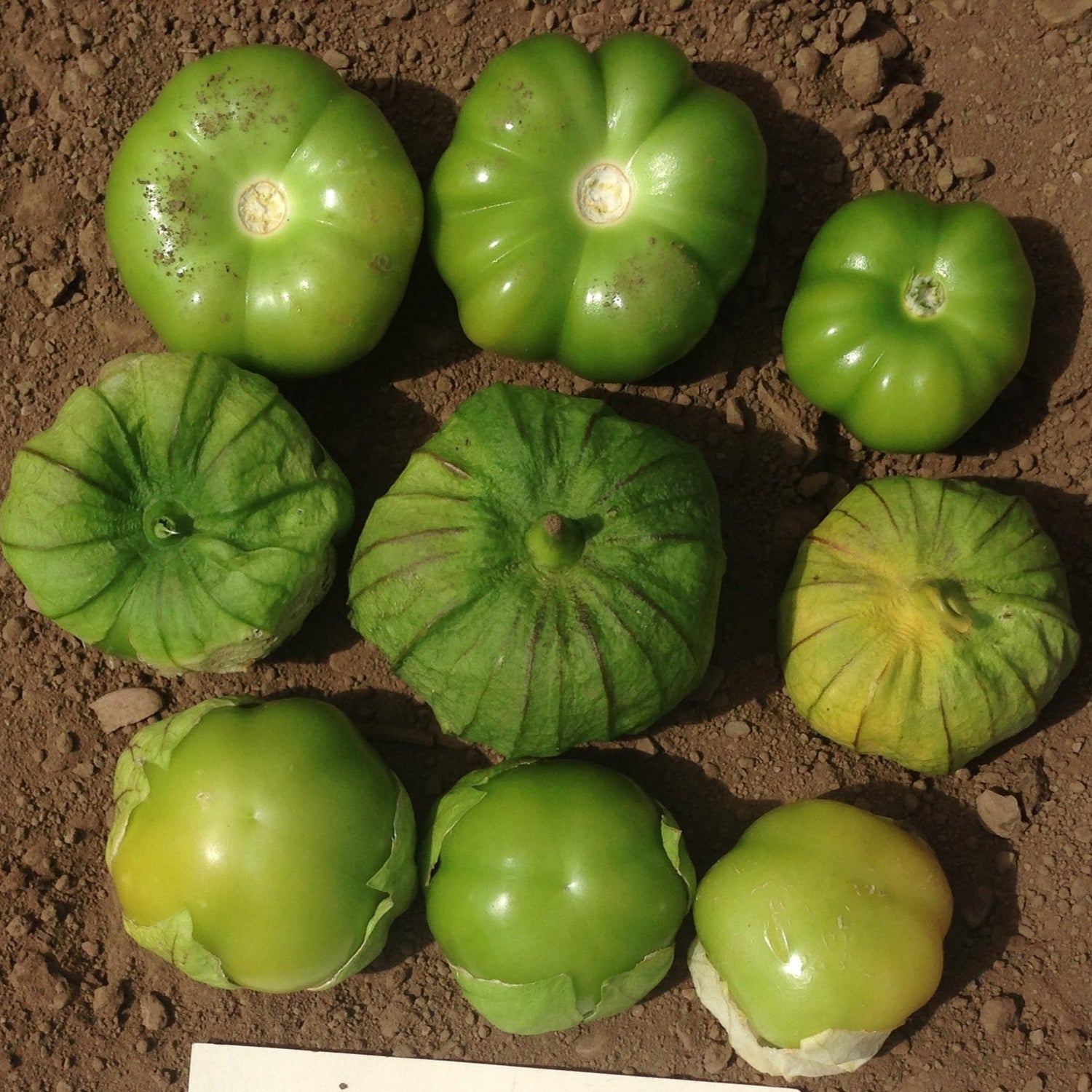 Hybrid Tomatillo - Super Verde