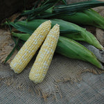 Hybrid Supersweet Bicolor Corn - Superb MXR