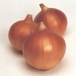 Hybrid Short Day Yellow Onion - Superex