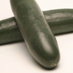 Hybrid Slicing Cucumber - Superior