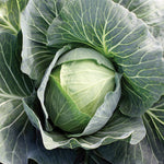 Hybrid Green Cabbage - Superstar