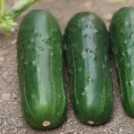 Hybrid Pickling Cucumber - Supremo