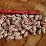 OP Cranberry Bean - Supremo Plus