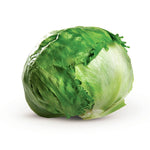 OP Green Iceburg (Crisphead) Lettuce - Sure Shot