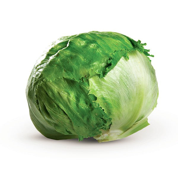 OP Green Iceburg (Crisphead) Lettuce - Sure Shot