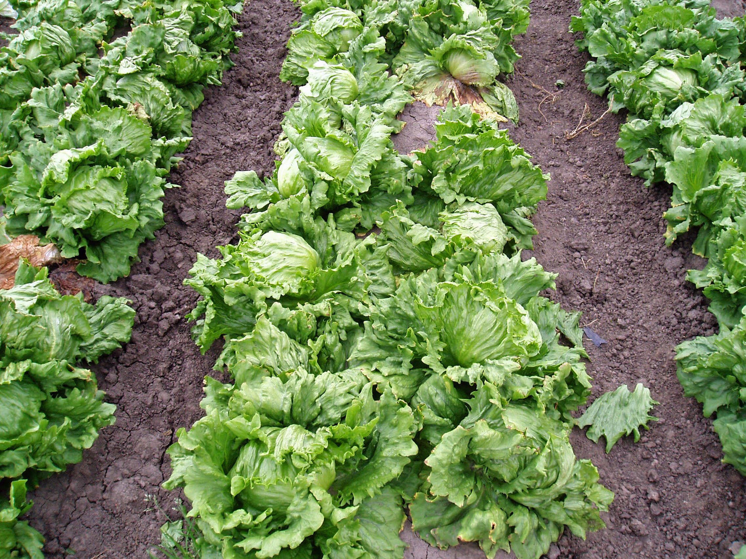 OP Green Iceburg (Crisphead) Lettuce - Sure Shot