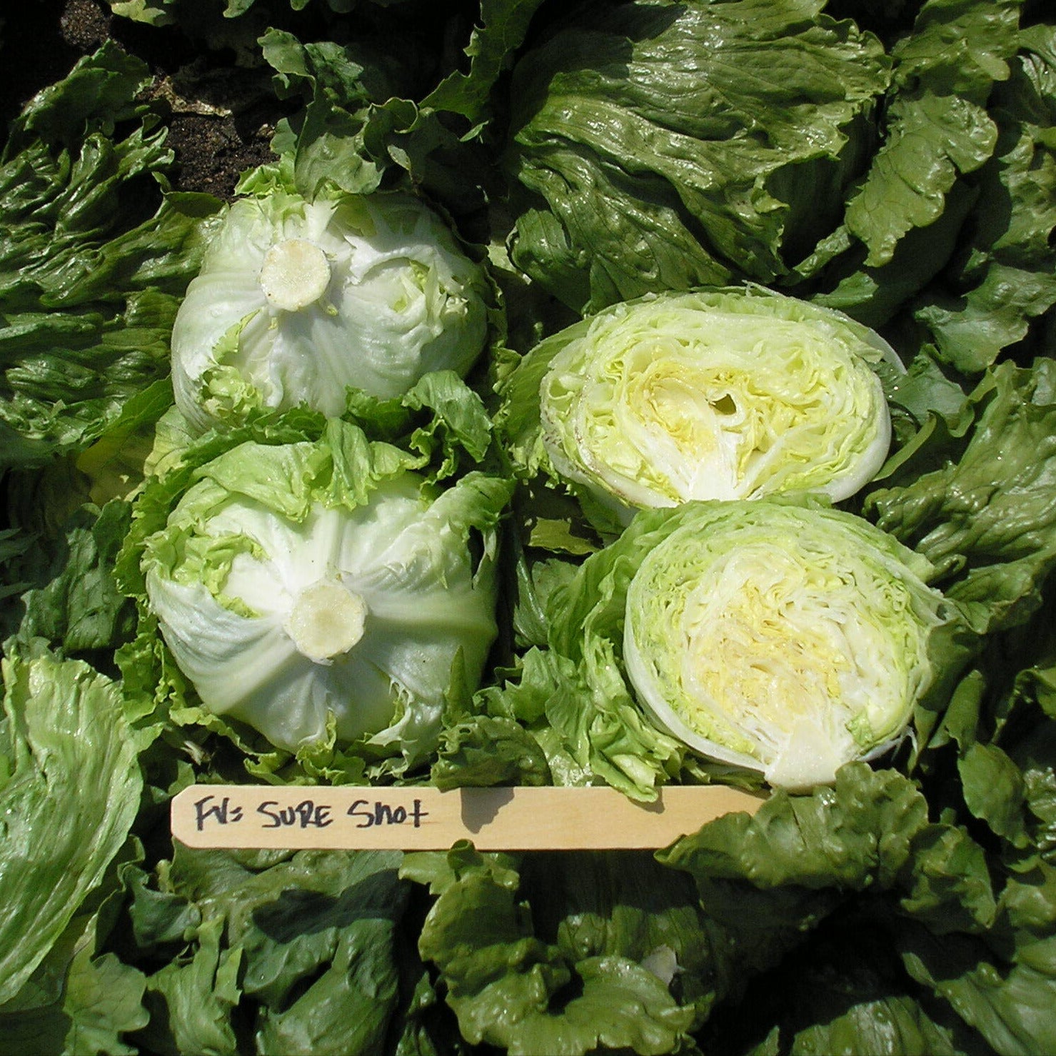 OP Green Iceburg (Crisphead) Lettuce - Sure Shot
