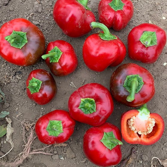 Hybrid Sweet Cherry Pepper - Sweet Cherry Large