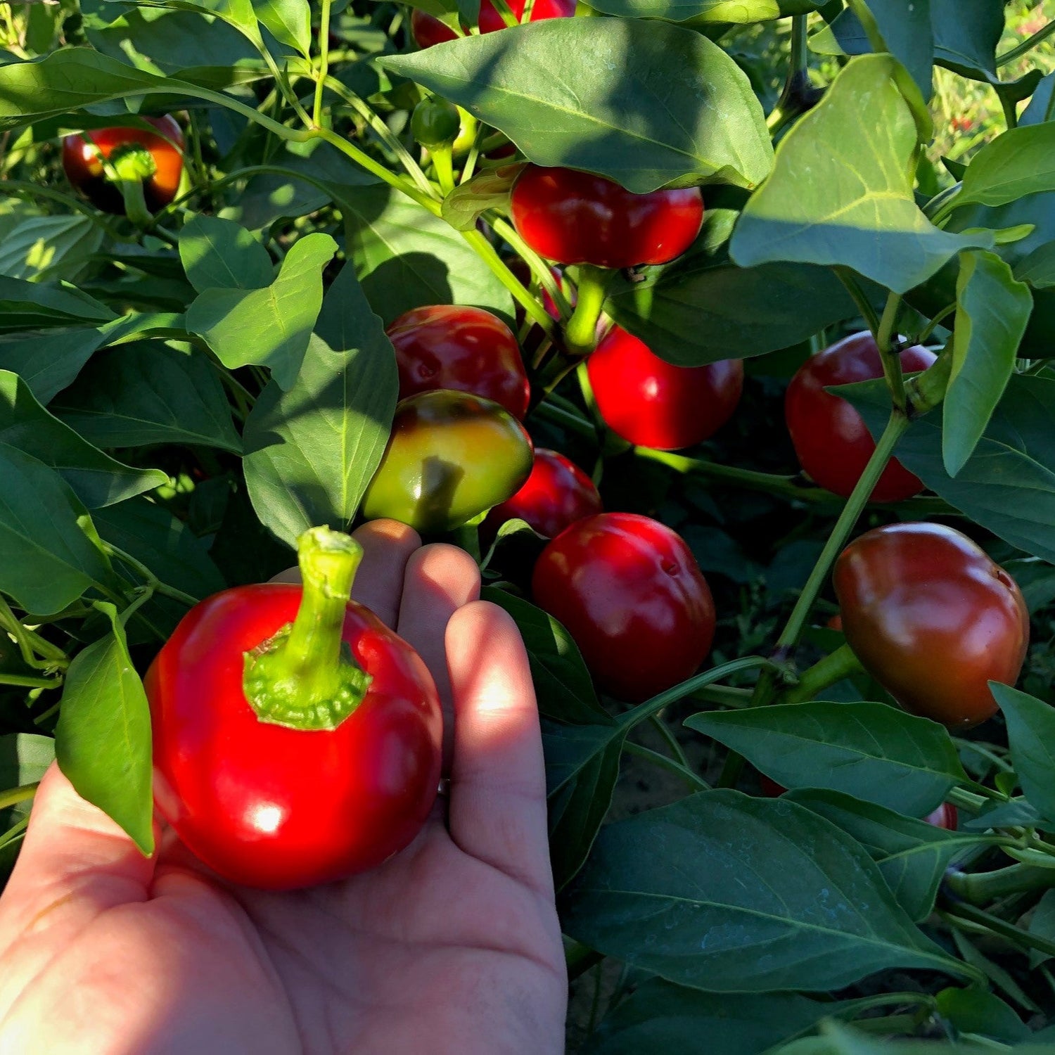 Hybrid Sweet Cherry Pepper - Sweet Cherry Large