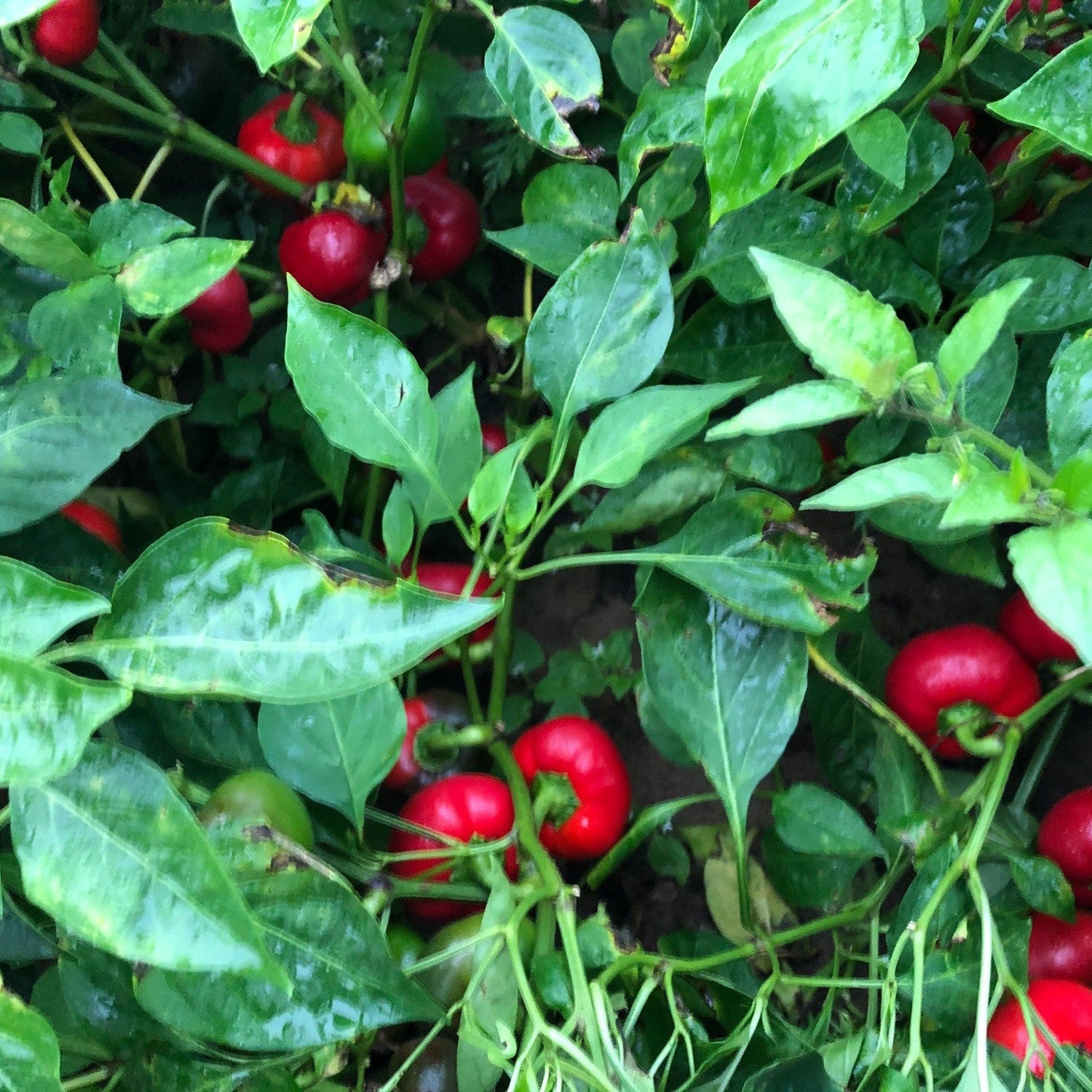 Hybrid Sweet Cherry Pepper - Sweet Cherry Large