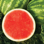 Hybrid Triploid (Seedless) Crimson Sweet Rind Watermelon - Sweet Dawn