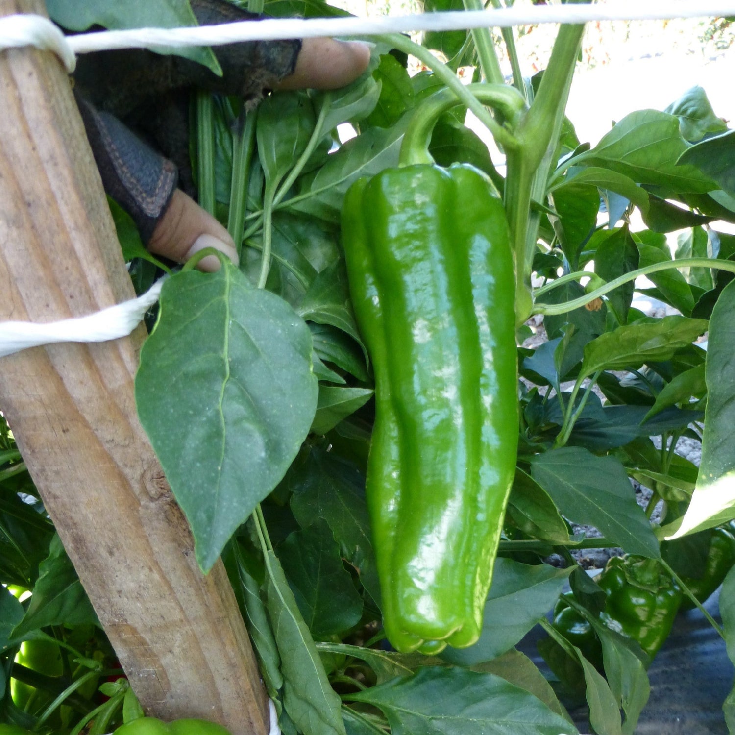 Hybrid Roasting Pepper - Sweet Delilah