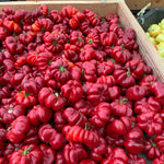 Hybrid Pimento Pepper - Sweet Hungarian Cheese